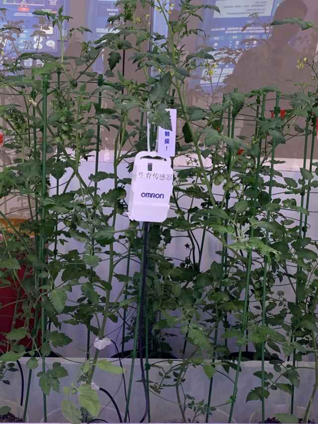 探秘进博会装备展：与最灵巧机械手玩包剪锤！