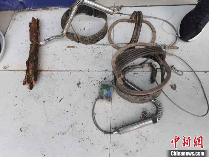  温州破获非法猎杀国家保护动物案 查获动物尸体61份