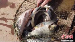 黄河内蒙古段“餐桌未启” 民众将“开河鱼”打