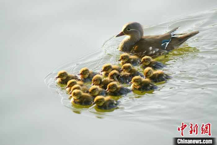  女子三次抓西湖小鸳鸯 网友：抓鸳鸯一辈子单身